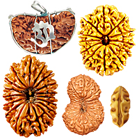 1 Mukhi Rudraksha